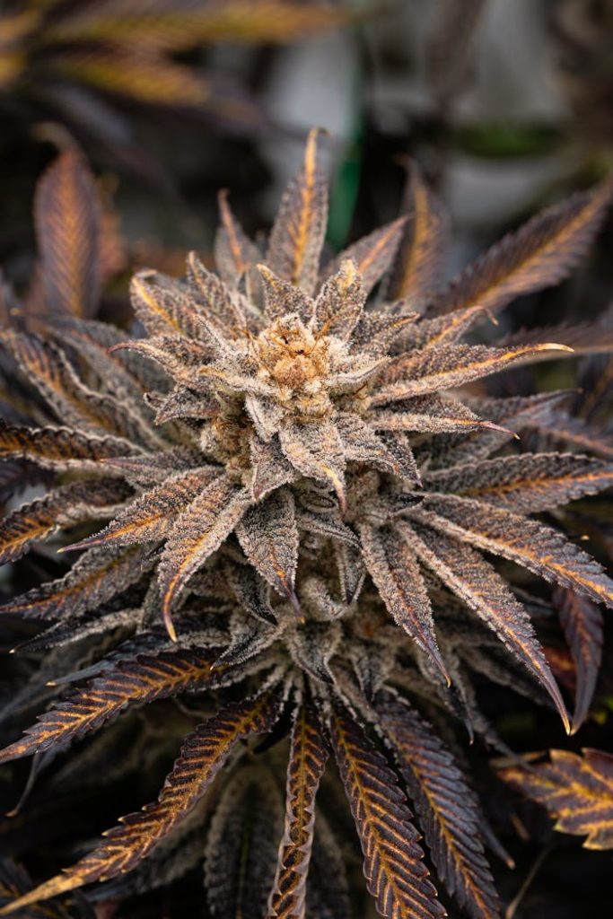 close-up-of-frosty-cannabis-bud-with-trichomes-33856589 Detailed close-up of a cannabis bud covered in frosty trichomes, highlighting its natural textures and colors.