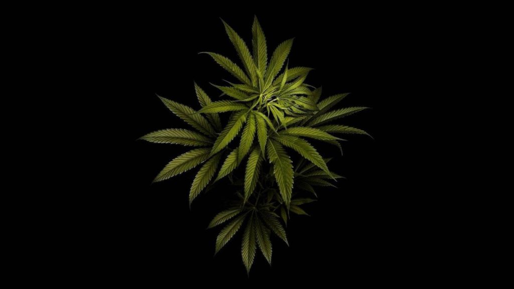 marijuana-leaves-black-background-xaqrh69dye5l5w07 marijuana-leaves-black-background-xaqrh69dye5l5w07